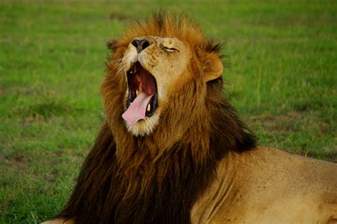 Yawning Animals Justinsomnia