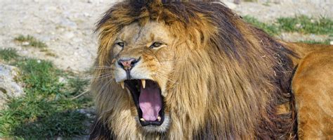 Download Wallpaper 2560x1080 Lion Yawn Animal Predator Big Cat Dual