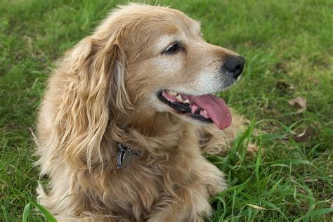 Salivary Mucocele In Dogs Symptoms Causes Diagnosis Treatment