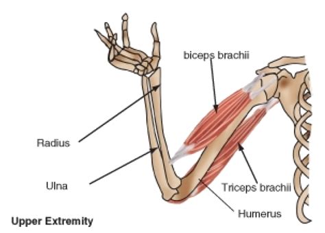 Biceps Triceps Brachii Muscle Human Skeleton Png Clipart Area Arm