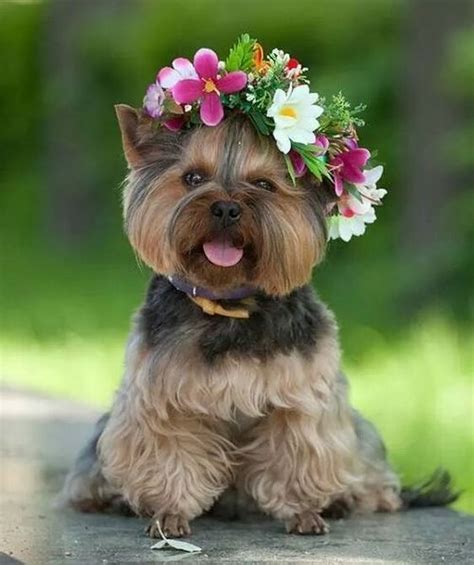 Cute Doggy With Flower Garland Pictures, Photos, and ...
