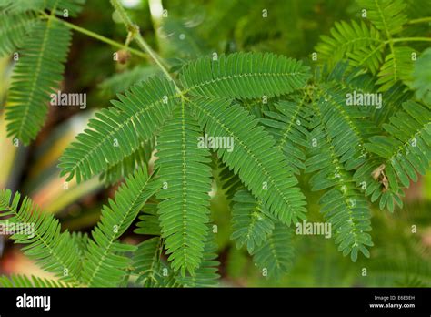 Sensitive Plant Leaves Mimosa Pudica Stock Photo Alamy