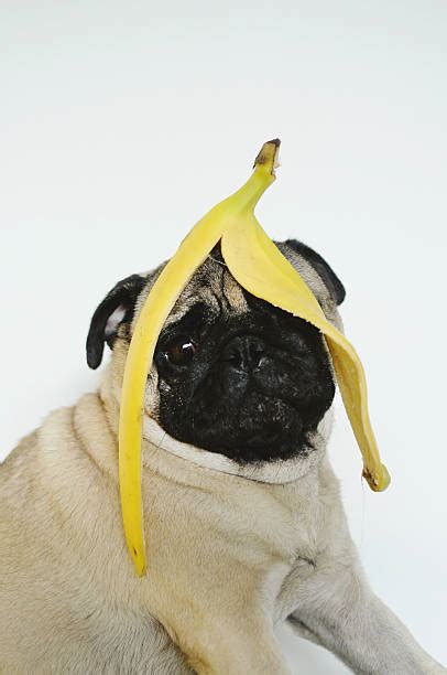 800 Banana Dog Stock Photos Pictures And Royalty Free Images Istock