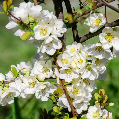 Chaenomeles Nivalis White Flowering Quince Garden Express