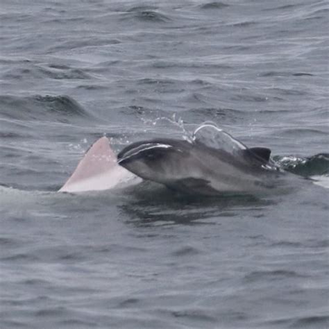Incredibly Rare White Porpoise Spotted Off The Coast Of Cornwall Real Fix
