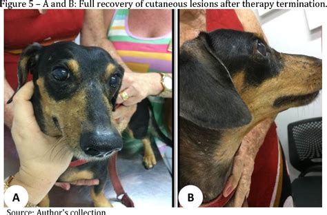 Figure 5 From Zoonotic Transmission Of Canine Sporotrichosis In