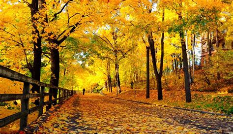 50 Hình ảnh mùa thu Tổng hợp những hình ảnh mùa thu đẹp nhất SESOMR