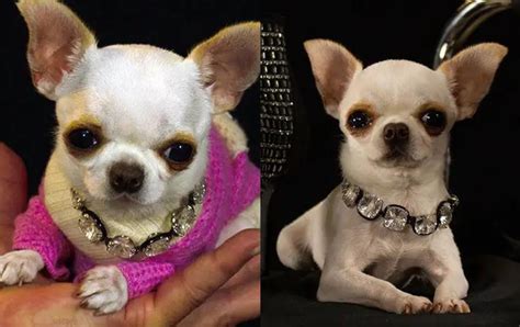 Worlds Smallest Living Dog Is 9 Cm Chihuahua Pilipino Star Ngayon