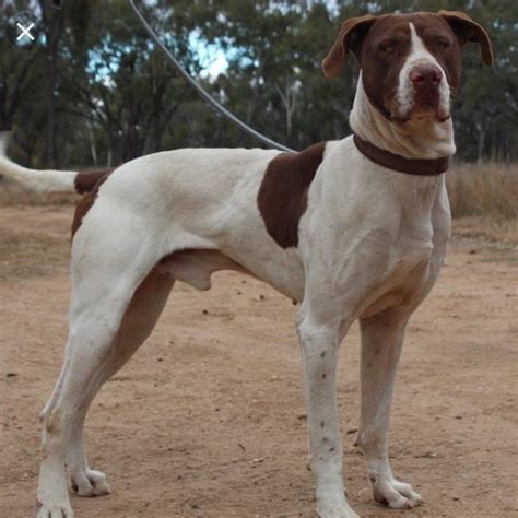 The Australian Pig Dog