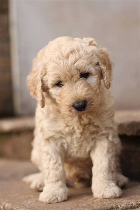 The goldendoodle is a cross between a purebred golden retriever and poodle. F1B Goldendoodle Puppies | Newport, Newport | Pets4Homes