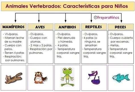 Preescolar interactivo, mexico city, mexico. Animales vertebrados e invertebrados para Niños de ...