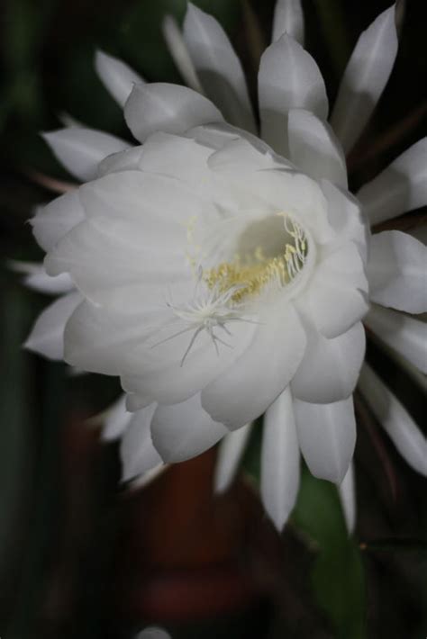 Queen Of The Night Cactus Flower Essence Best Flower Site