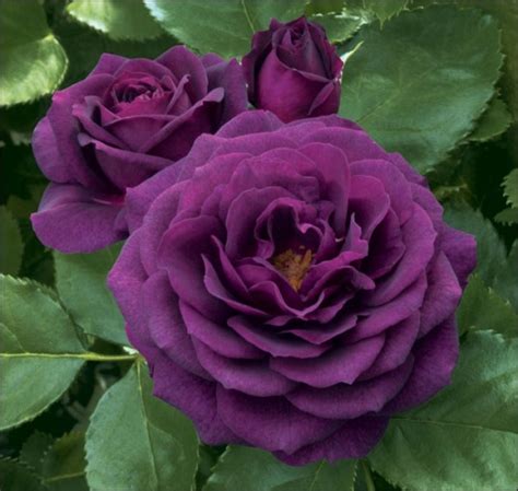 The latest tweets from ケイン・ヤリスギ「♂」 (@kein_yarisugi). Purple Knockout Rose, new color | ハイブリッドティーローズ、バラ ...