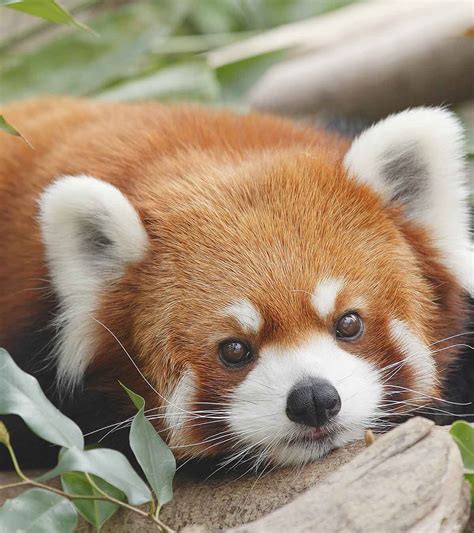Red Panda Facts Astonishingceiyrs