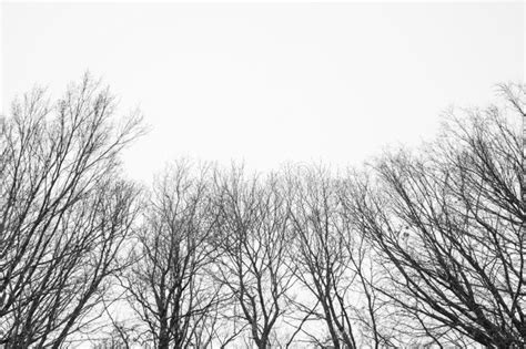 Photo Of Winter Trees Near Snowy Field Stock Image Image Of Field
