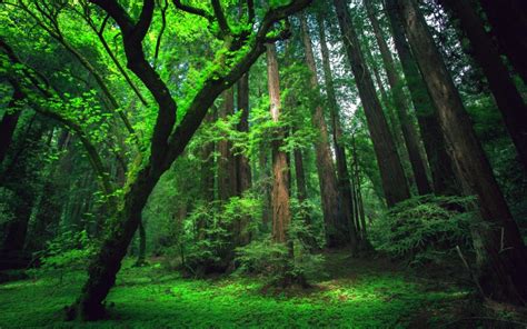 Seis Florestas Pelo Mundo Que Merecem Ser Visitadas Viajar Verde