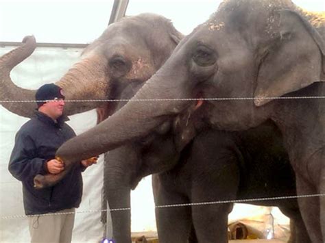 How Ringling Bros Circus Keeps Their Elephants Warm During The Storm