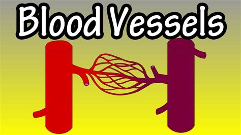 Blood Vessels Cartoon
