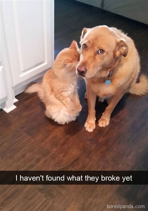 40 Funny Dog Snapchats That You Need To See Right Now