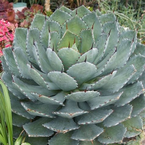 Agaves are not cacti, agaves don't belong to the cactus family. Artichoke Agave