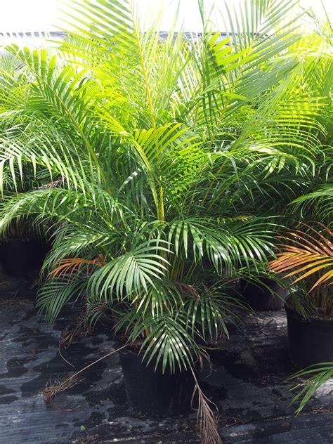 Miami Tropical Plants - Tropical Plant Company in Miami