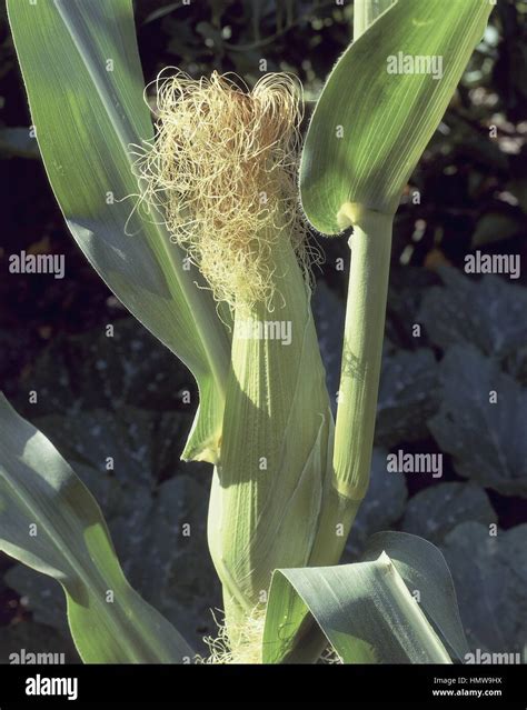 Botany Poaceae Corn Zea Mays Female Flower Stock Photo Alamy