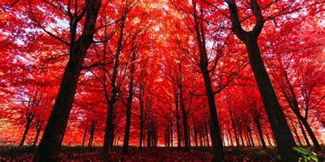 23 Amazing Photos Of Autumn Leaves Fall Photos