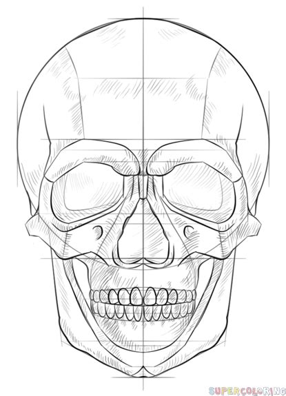 Human Skull Drawing Drawing Skill