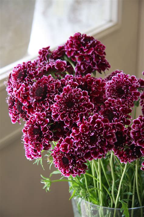 Scabiosa Rudy Wine Japan Cake Cake Show Burgundy Wine Picture