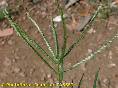 http://www.botarela.fr/Poaceae/Taxons/Eleusine-indica.html