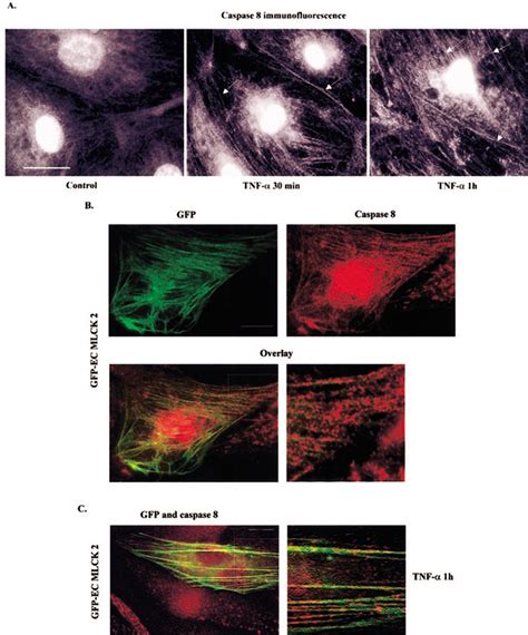 Caspasedependent Cleavage Of Myosin Light Chain Kinase Mlck Is