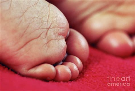 Babys Feet Photograph By Paul Whitehillscience Photo Library Fine