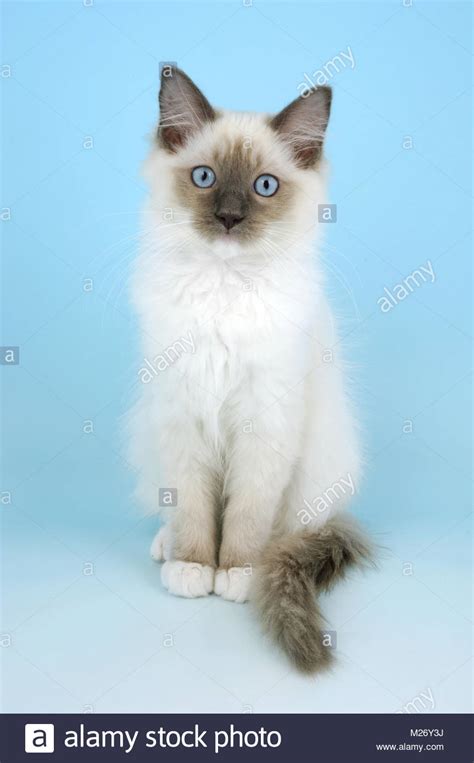 Ragdoll cats come in colors and patterns. Blue Point Ragdoll Stock Photos & Blue Point Ragdoll Stock ...