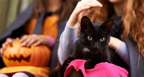 A black cat is a domestic cat with black fur that may be a mixed or specific breed, or a common domestic cat of no particular breed. Black Cat Adoption During Halloween