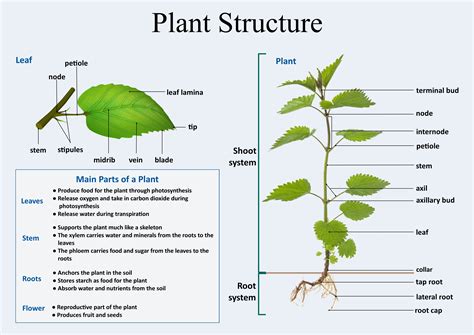 Check spelling or type a new query. Plant Structure (With images) | Plant structure, Flower ...