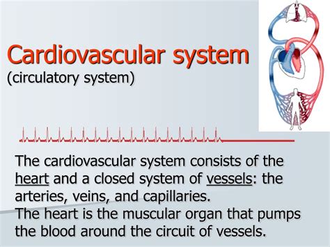 Ppt Cardiovascular System Circulatory System Powerpoint