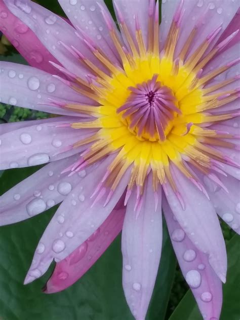 Beautiful Hawaiian Sunset Lily With Water Droplets Smithsonian