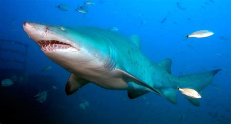 Tiburón Toro Características Curiosidades Hábitat Y Más