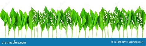 Lily Of The Valley And Green Leaves Wide Border White Background Isolated
