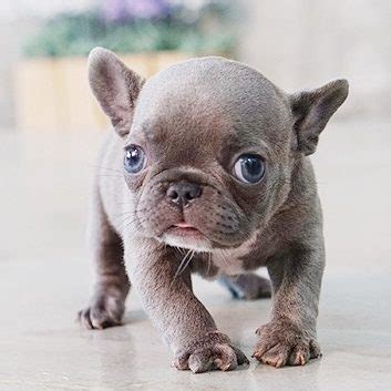 Most french bulldogs do not shed much, though it depends on genetics. Fetty Blue Teacup French Bulldog - MICROTEACUPS