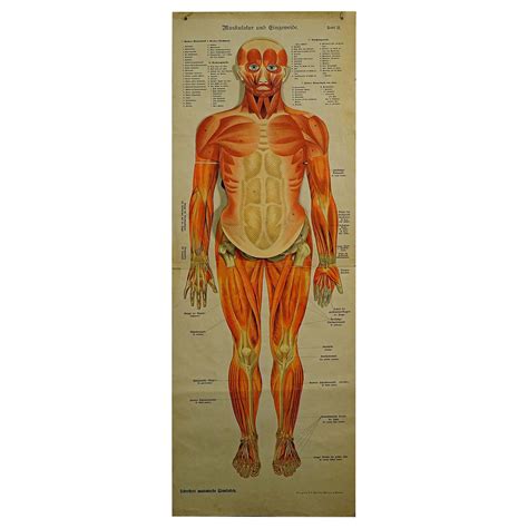 Antique Foldable Anatomical Wall Chart Depicting Human Musculature For