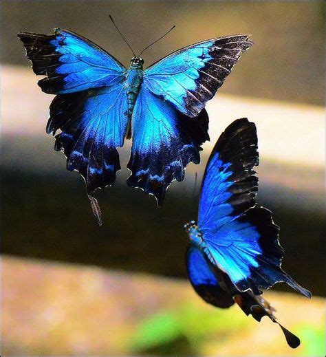 9 Lots Of Blue Butterflies Ideas In 2020 Blue Butterfly Beautiful