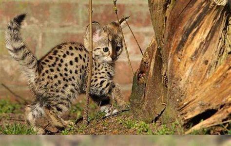 Our kittens are all home raised, a. TICA Registered Africa Servals Ocelots Bengal Caracals f1 ...
