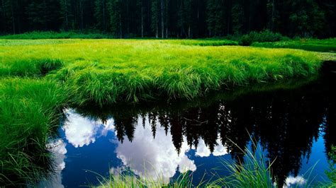 Lake Between Green Grass With Reflection Of Cloudy Blue