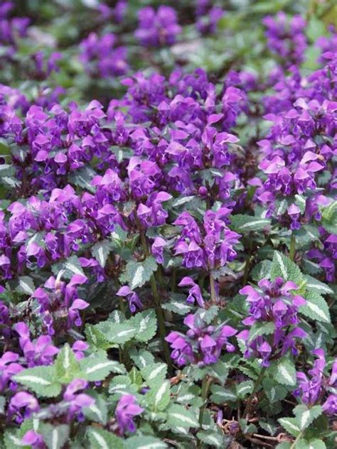Lamium maculatum 'purple dragon' bloom in spring 4 to 8 space 12. Lamium Chequers -- Bluestone Perennials | Ground cover ...