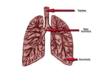 Knowing the parts of the lungs helps patients understand why it's important to keep them healthy. Your lungs - an asthma attack - HSE