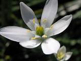 Pictures of The Star Of Bethlehem Flower