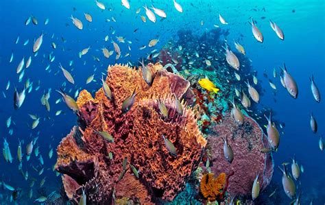 Witness Rare Coral Spawning In St Lucia Hero And Leander