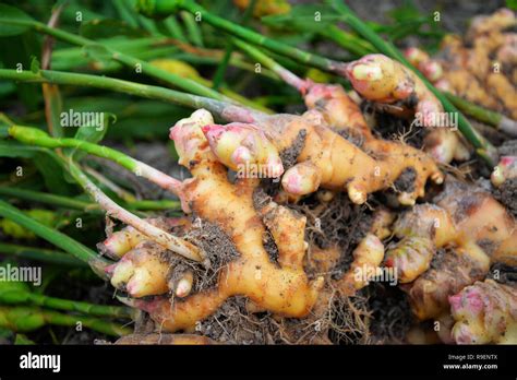 Fresh Ginger Plant Farm Close Up Ginger Root Plant On Agricultural