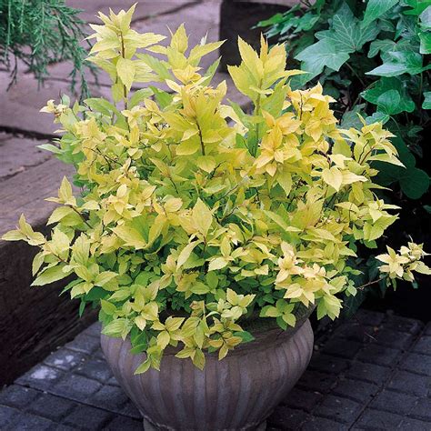 Dwarf Flowering Shrubs Mirror Garden Offers